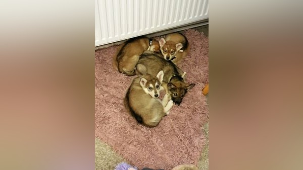 Velbert: Polizei entdeckt illegal eingeführte Hundewelpen