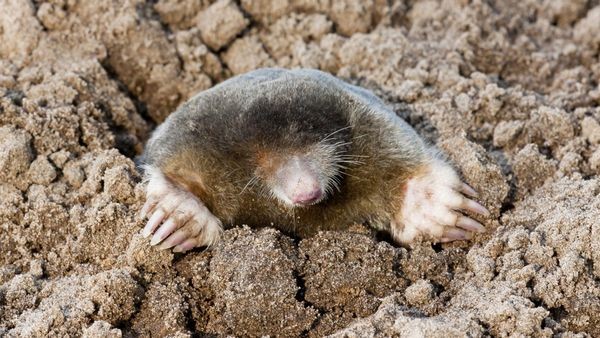 Maulwurf und Co: Die faszinierenden Kriminalfälle der Natur