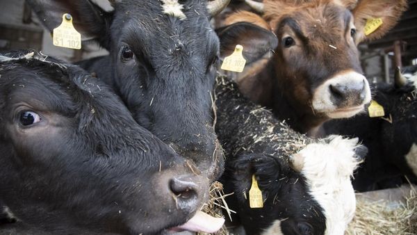 Frisch vom Velberter Bauernhof: Einkauf als Familienerlebnis