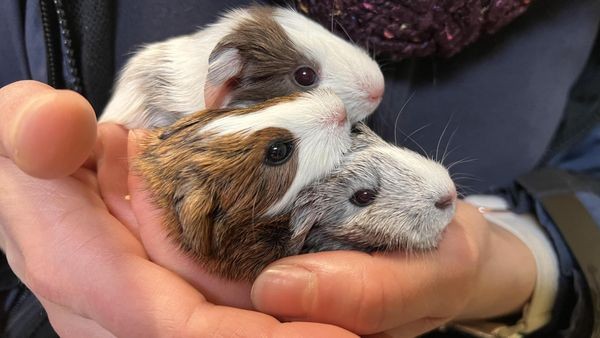 Babyalarm im Tierheim Velbert: Meerschweinchen suchen Zuhause