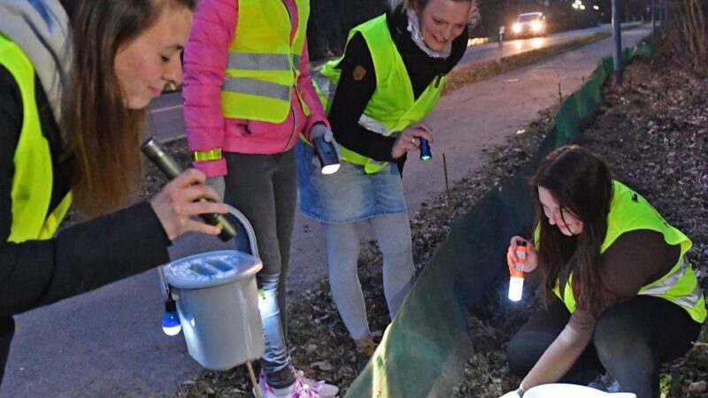 Velbert-Neviges: Zu hohes Tempo der Autos ist der Amphibien Tod