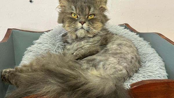 Tierheim Velbert: Mit wem darf Kater Navajo schmusen?