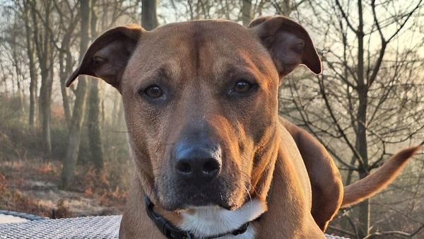 Nach Sicherstellung ins Velberter Tierheim: Listenhund Gantu