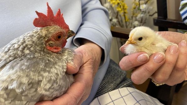 Federvieh zum Anfassen: Velberter Senioren bekommen Besuch