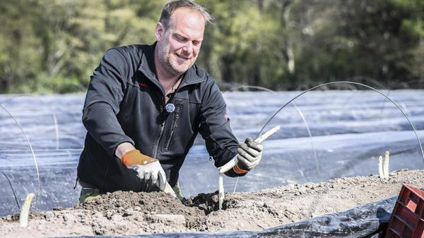 Vom Feld bis zum Teller: Alltag eines Velberter Spargelbauern