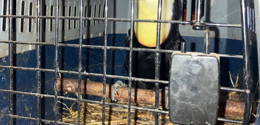 Hannover: Autobahnpolizei entdeckt exotische Tiere in rumänischem Transporter