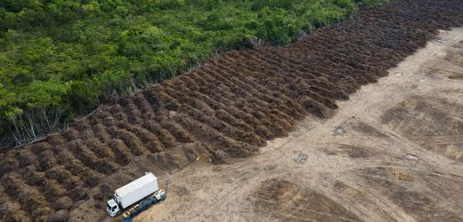 Brasilien: 1,24 Millionen Hektar gerodet, aber deutlicher Rückgang