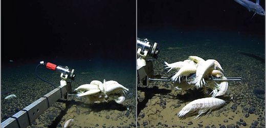 Australien: Wimmelt es am Meeresgrund von katzengroßen Shrimps?
