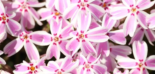 Japan: Premier plant Beete mit Erde aus Fukushima – wie gefährlich ist das?
