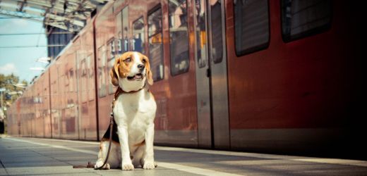 Hunde in der Bahn: Vier Pfoten und ein Tarifdschungel