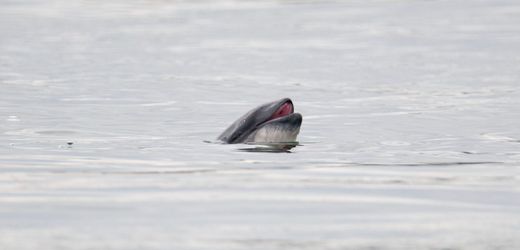 Ostsee: Schweinswal-Population geht drastisch zurück