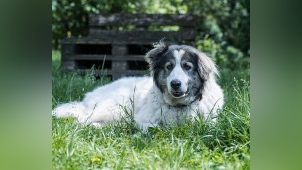 Tierheim Velbert: Hündin Selma braucht Zuhause auf Lebenszeit