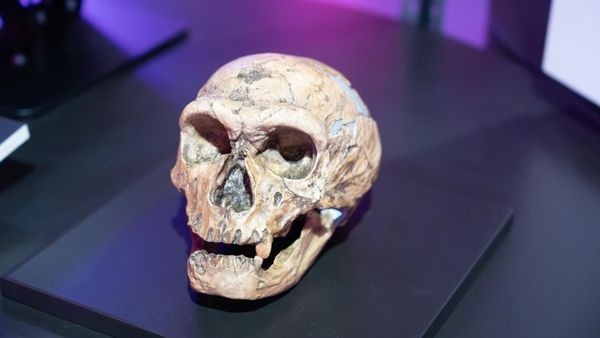 Auch Frauen jagten! Schau zu Neandertalerinnen wird verlängert