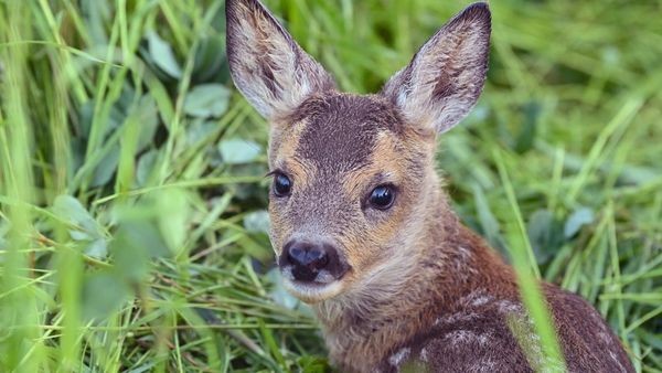 Gefahr für Rehkitze: Hunde jetzt an der Leine halten