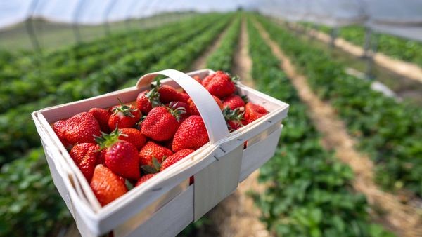 Erdbeeren selber pflücken: Ab wann das wo in Velbert geht