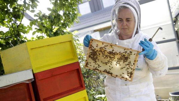Mietvertrag für Bienen: Bee4u lässt es in Firmen brummen