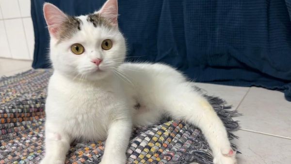 Tierheim Velbert: Zwei besondere Katzen suchen ein Zuhause