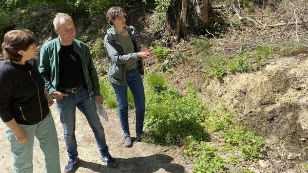 Grüne aus Velbert sorgen sich um den Zustand des Waldes