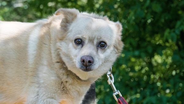 Tierheim Velbert: Schüchterne Mena sucht geduldige Menschen
