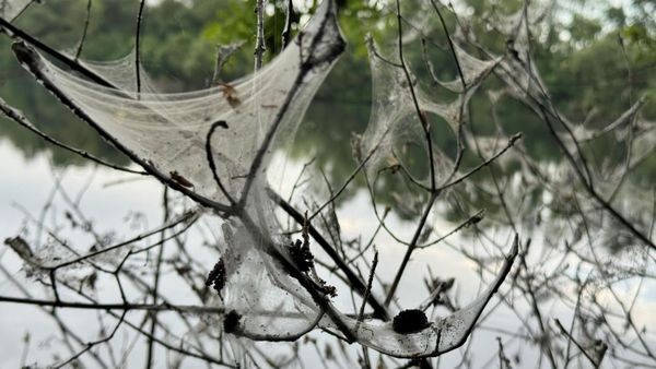 Wie bei Dracula: Gruselstimmung an Heiligenhauser Teich