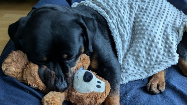 Gerettet aus dem Tierheim: Jetzt braucht Jonny dringend Hilfe