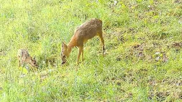 42 Kitze gerettet: Heiligenhauser Jäger hilft in Mäh-Saison