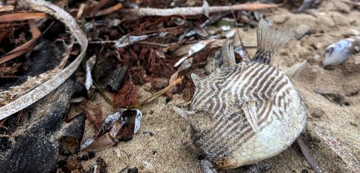 Australien: Giftige Alge löst Massensterben von Tieren aus