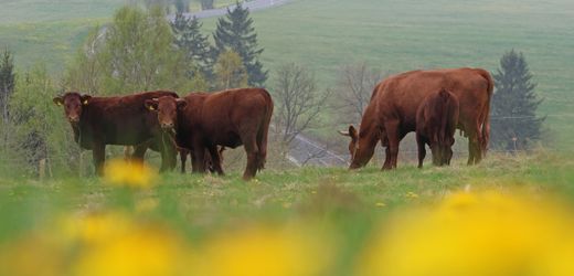 Agrarsubventionen: Verbraucher erwarten laut Umfrage Tierwohl und Nachhaltigkeit