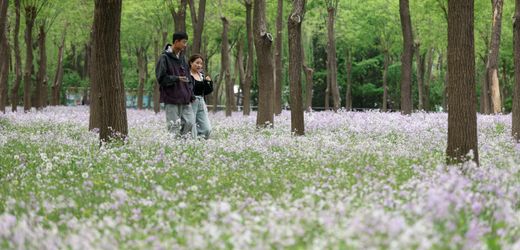 China: Allergiker in Peking kämpfen gegen Wacholderblüten