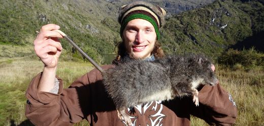 Neuguinea: Warum auf der Tropeninsel riesige Ratten leben