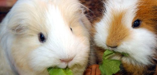 Hildesheim: Tierquäler erschießen 14 Meerschweinchen in Wildpark