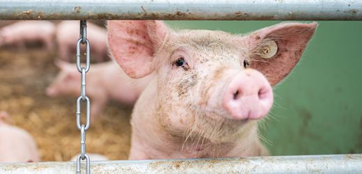 Schweinefleisch: Bundesregierung verschiebt Tierhaltungskennzeichnung auf 2026