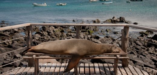 Galápagos-Inseln: Wie sich auch weniger Betuchte den Trip auf den Archipel leisten können