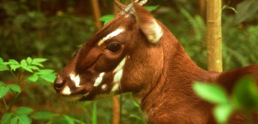 Vietnam: Neue Genanalyse soll Spur zum »asiatischen Einhorn« Saola liefern