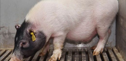 China: Schweineleber erstmals in hirntoten Menschen transplantiert