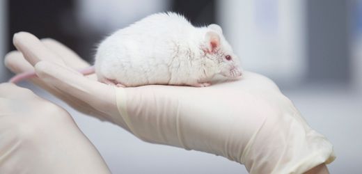 Tierversuche: Warum sich mehr als 110 Forschende zu den Experimenten bekennen