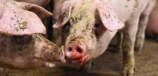 Schweinehaltung: Verstörende Aufnahmen werfen Fragen zum Tierwohl auf