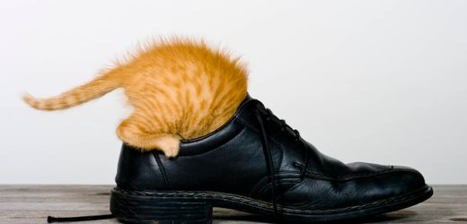Katzen erkennen Menschen am Geruch – Studie zeigt nun, wie genau