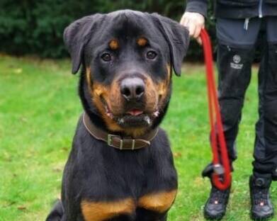 Tier der Woche: Thor – imposanter Rottweiler sucht ein Zuhause