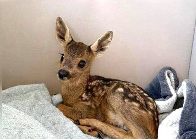 Leverkusener Tierretter kommen zu spät: Rehkitz verendet nach Video-Show qualvoll