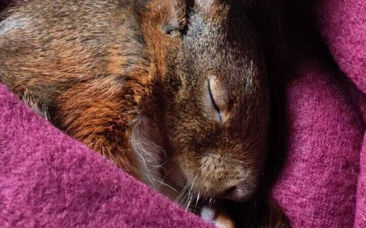 Die kleine Nagerin will ihre Pfege-Mama nicht verlassen: Krefelderin rettet Eichhörnchen „Hilde“ vor tödlicher Krankheit