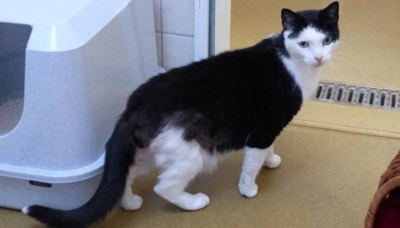 Kater Felix sucht neues Zuhause: Ein verschmuster kleiner Prinz