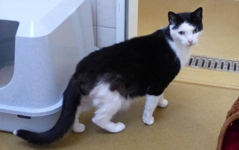 Kater Felix sucht neues Zuhause: Ein verschmuster kleiner Prinz
