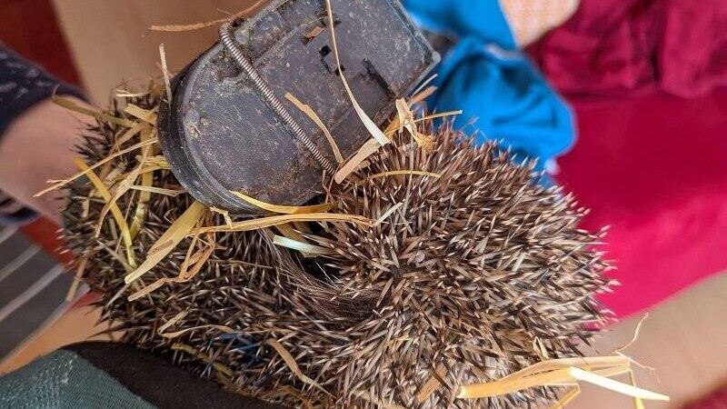 Tierischer Einsatz in Korschenbroich: Schnappfalle am Bein – Rettung für verletzten Igel „Picco“