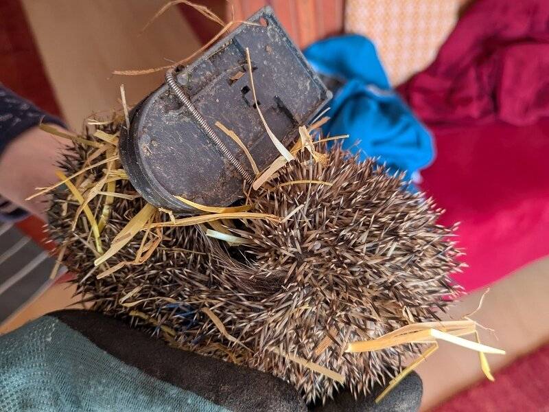 Tierischer Einsatz in Korschenbroich: Schnappfalle am Bein – Rettung für verletzten Igel „Picco“