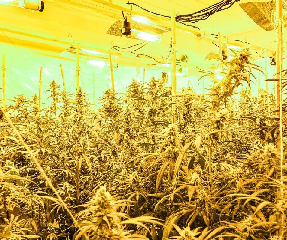 Polizeifund nach Durchsuchung: 900 Cannabis-Pflanzen in Mönchengladbach beschlagnahmt