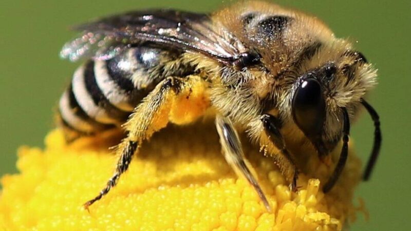 Landschaftshof Baerlo in Nettetal-Leuth: Veranstaltung zum Weltbienentag