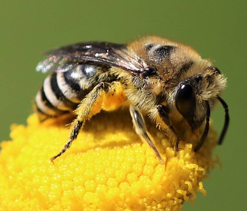Landschaftshof Baerlo in Nettetal-Leuth: Veranstaltung zum Weltbienentag