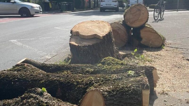 Jahrzehntealter Baum: Mächtige Linde an der Römerstraße in Kleve gefällt