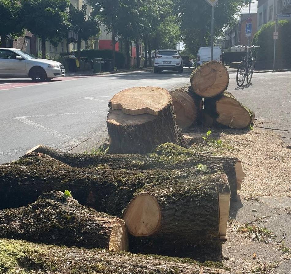 Jahrzehntealter Baum: Mächtige Linde an der Römerstraße in Kleve gefällt